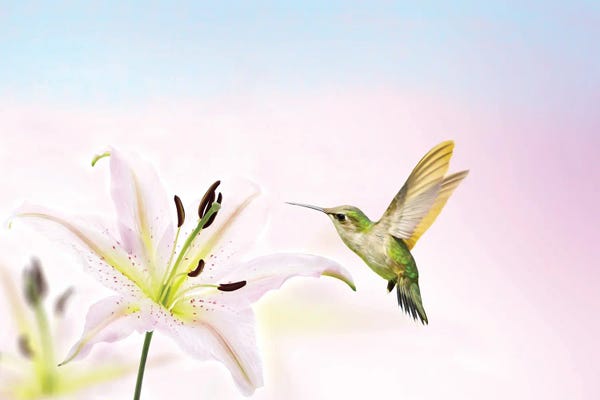 Hummingbirds: Hummingbird And Lily Flower by Laura D Young