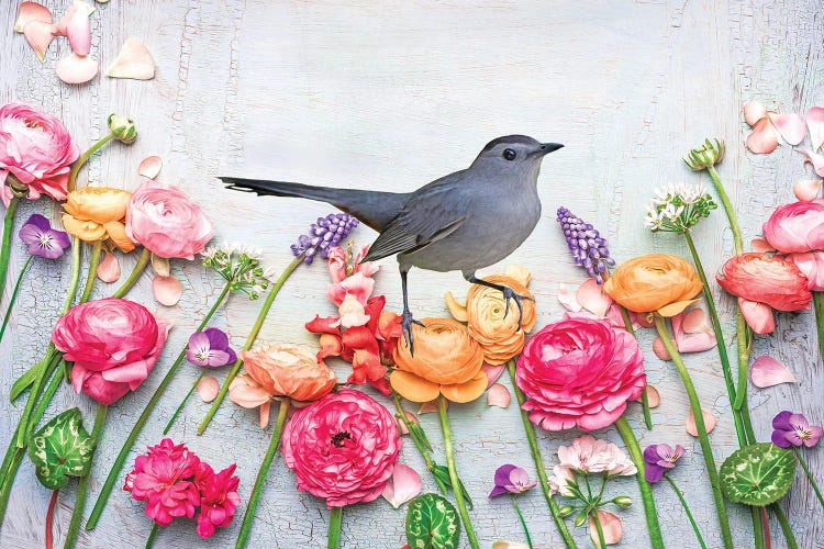 Gray Catbird In The Flower Garden