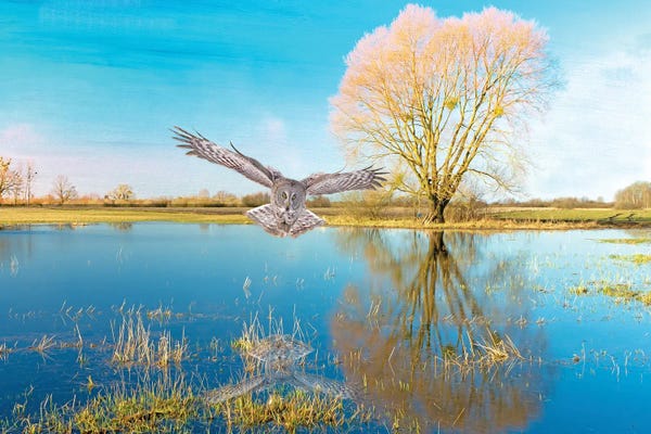 Laura D Young: Great Gray Owl In The Blue by Laura D Young