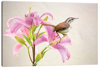 Carolina Wren In Pink Lilies Canvas Art Print - Lily Art