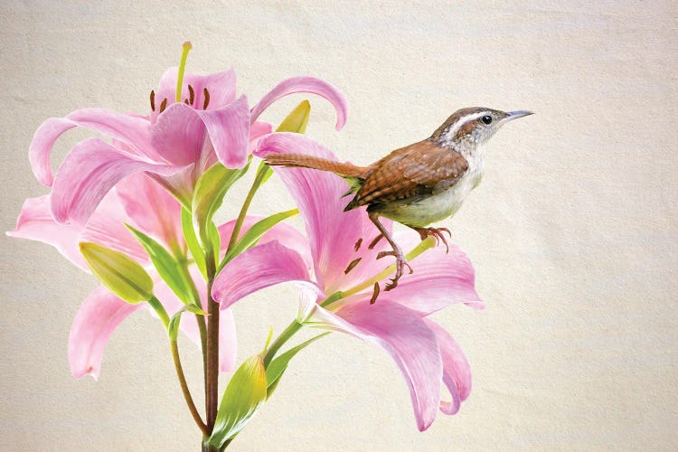 Carolina Wren In Pink Lilies