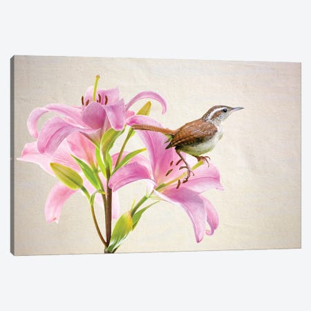 Carolina Wren In Pink Lilies Canvas Print #LDY128} by Laura D Young Canvas Wall Art