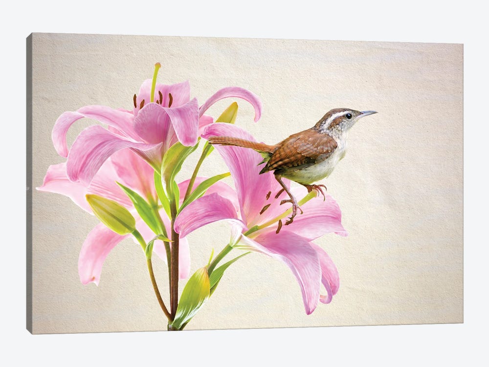Carolina Wren In Pink Lilies by Laura D Young 1-piece Canvas Art Print