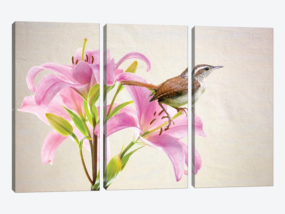 Carolina Wren In Pink Lilies by Laura D Young 3-piece Art Print