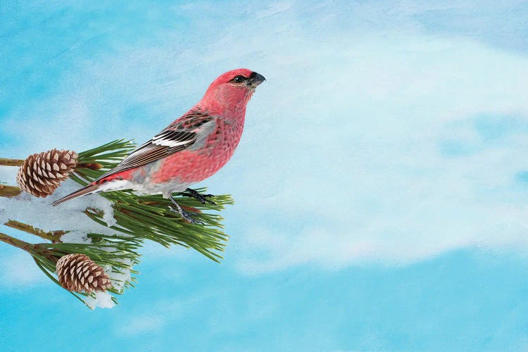 Pine Grosbeak On A Snowy Branch