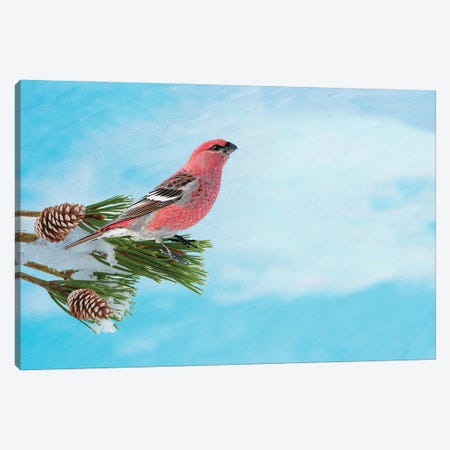 Pine Grosbeak On A Snowy Branch Canvas Print #LDY129} by Laura D Young Canvas Wall Art