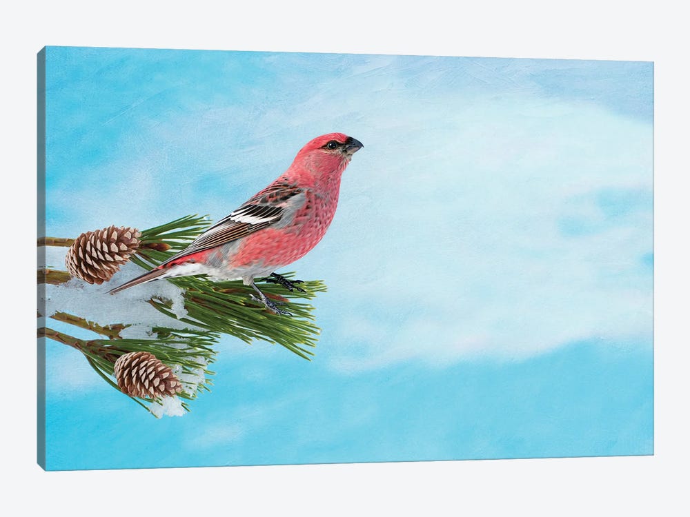 Pine Grosbeak On A Snowy Branch by Laura D Young 1-piece Canvas Artwork