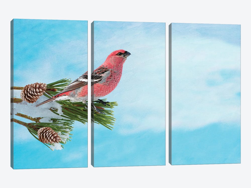 Pine Grosbeak On A Snowy Branch by Laura D Young 3-piece Canvas Wall Art