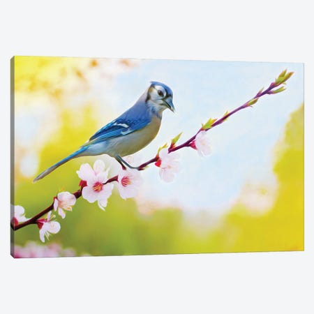 Blue Jay Perched In Cherry Tree Canvas Print #LDY12} by Laura D Young Art Print