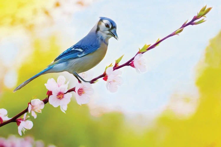 Blue Jay Perched In Cherry Tree