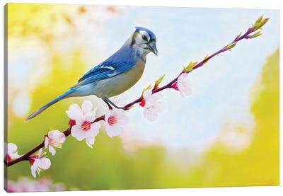 Blue Jay Perched In Cherry Tree Canvas Art Print - Laura D Young