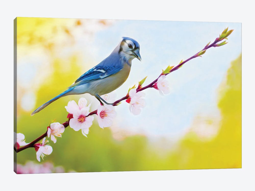 Blue Jay Perched In Cherry Tree by Laura D Young 1-piece Canvas Artwork