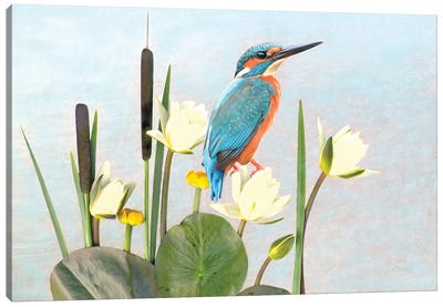 Kingfisher And White Water Lilies Canvas Art Print - Kingfisher Art