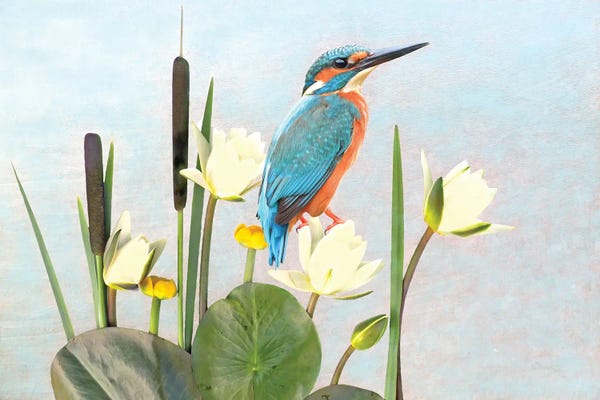 Kingfishers: Kingfisher And White Water Lilies by Laura D Young