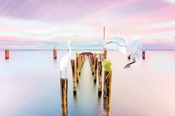 Egrets: Great White Egrets Meet Over Water by Laura D Young