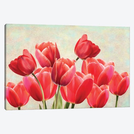 Red Tulips In Spring Garden Canvas Print #LDY132} by Laura D Young Canvas Art Print
