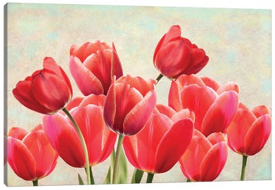 Red Tulips In Spring Garden Canvas Art Print - Laura D Young
