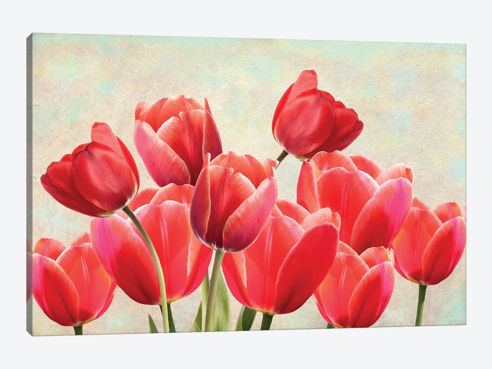 Red Tulips In Spring Garden by Laura D Young 1-piece Canvas Art
