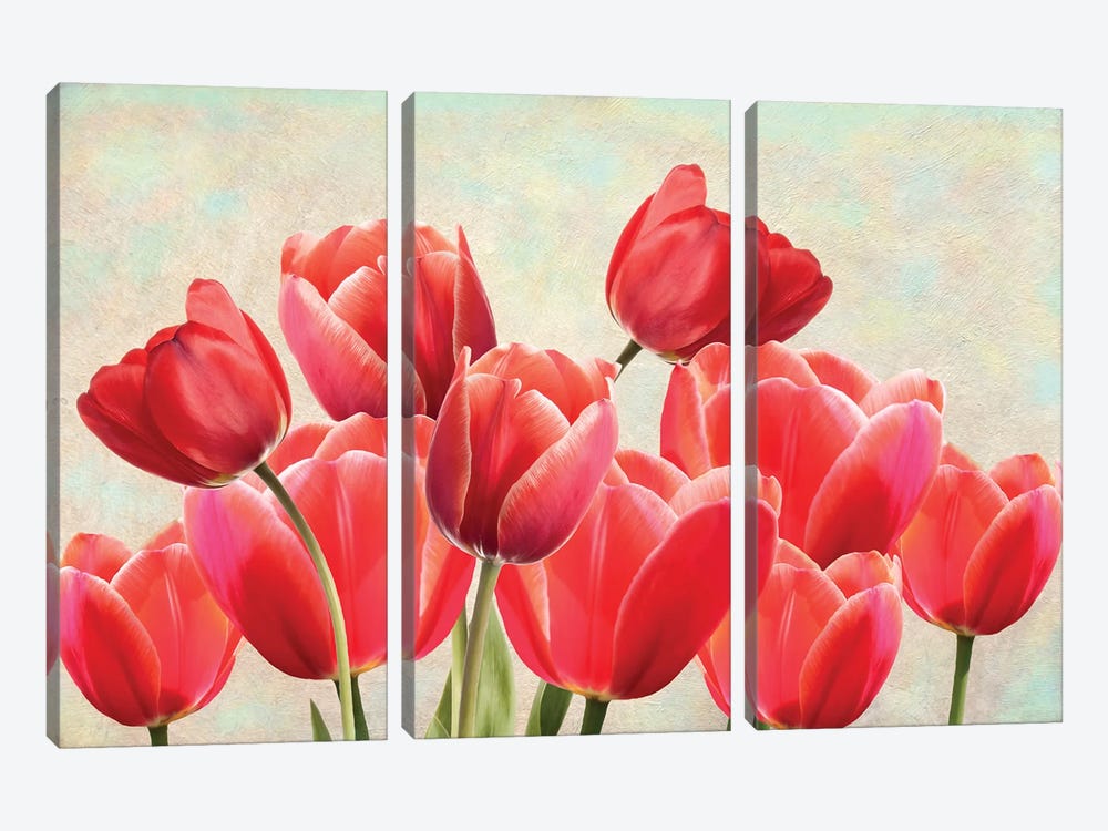Red Tulips In Spring Garden by Laura D Young 3-piece Canvas Artwork