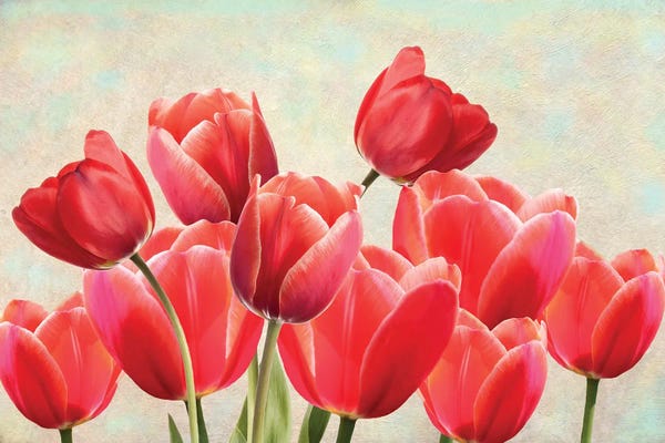 Tulips: Red Tulips In Spring Garden by Laura D Young