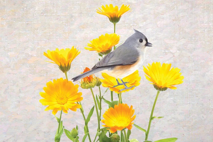 Tufted Titmouse In The Marigold Flower Garden