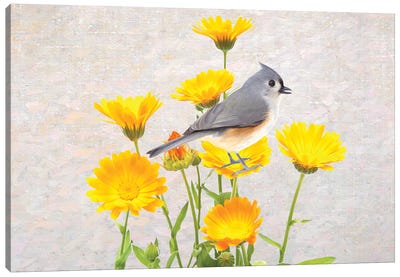 Tufted Titmouse In The Marigold Flower Garden Canvas Art Print - Laura D Young