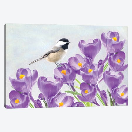 Carolina Chickadee And Purple Crocus Canvas Print #LDY134} by Laura D Young Canvas Art