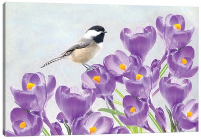 Carolina Chickadee And Purple Crocus Canvas Art Print - Laura D Young