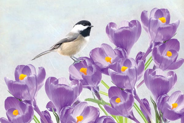 Laura D Young: Carolina Chickadee And Purple Crocus by Laura D Young
