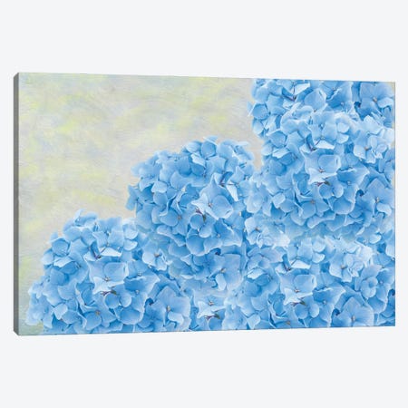 Blue Hydrangea Flowers Canvas Print #LDY135} by Laura D Young Canvas Artwork