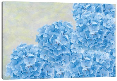 Blue Hydrangea Flowers Canvas Art Print - Laura D Young