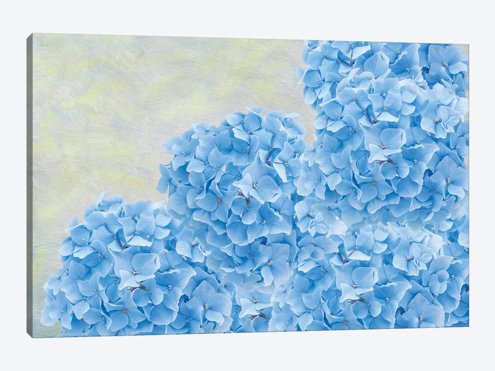 Blue Hydrangea Flowers by Laura D Young 1-piece Canvas Print