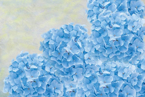 Hydrangeas: Blue Hydrangea Flowers by Laura D Young