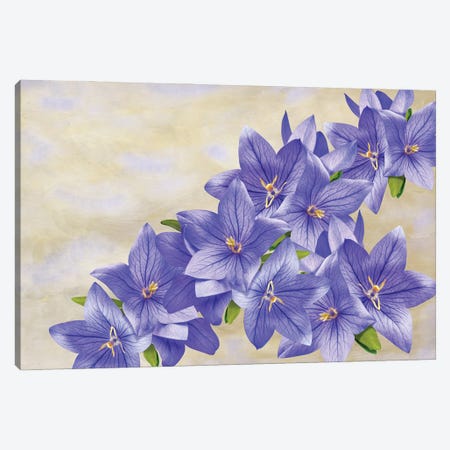 Bellflowers In Blue Canvas Print #LDY136} by Laura D Young Canvas Artwork