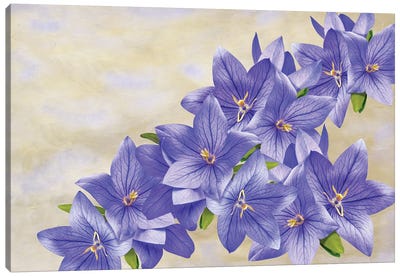 Bellflowers In Blue Canvas Art Print - Laura D Young