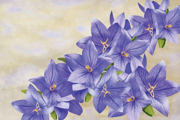 Laura D Young: Bellflowers In Blue by Laura D Young