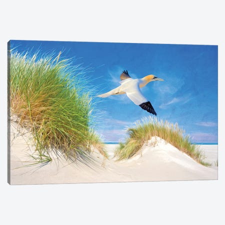 Northern Gannet In The Sand Dunes Canvas Print #LDY137} by Laura D Young Canvas Art