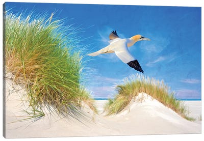 Northern Gannet In The Sand Dunes Canvas Art Print - Coastal Sand Dune Art