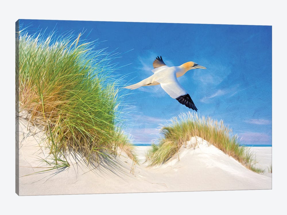 Northern Gannet In The Sand Dunes by Laura D Young 1-piece Art Print