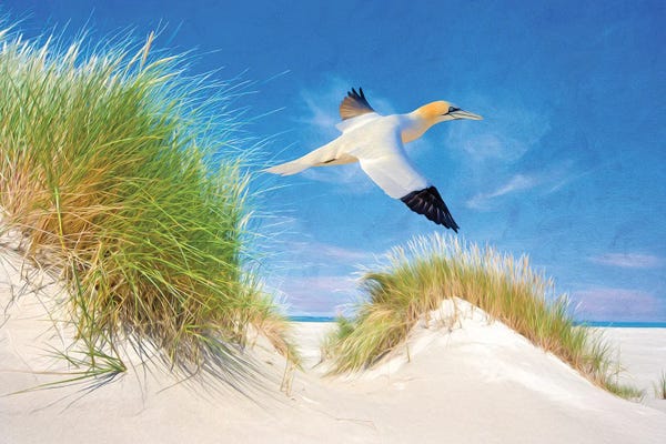 Coastal Sand Dunes: Northern Gannet In The Sand Dunes by Laura D Young