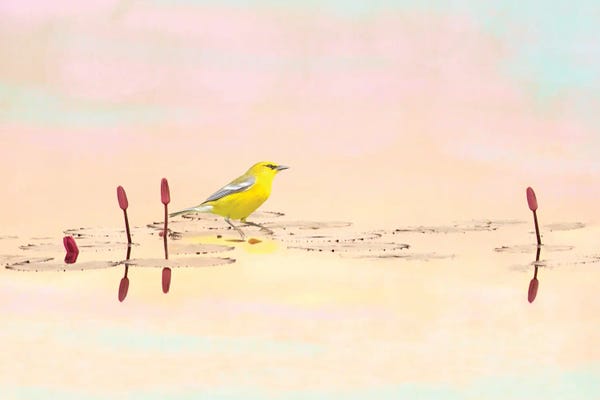 Laura D Young: Warbler On Mountain Pond by Laura D Young