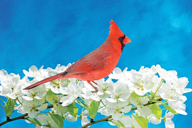 Male Northern Cardinal In A Blooming Peach Tree