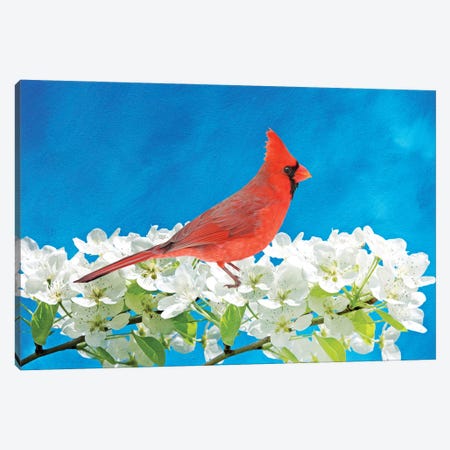 Male Northern Cardinal In A Blooming Peach Tree Canvas Print #LDY140} by Laura D Young Canvas Art