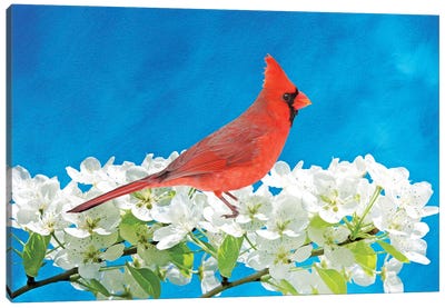 Male Northern Cardinal In A Blooming Peach Tree Canvas Art Print - Laura D Young