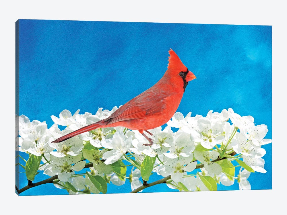 Male Northern Cardinal In A Blooming Peach Tree by Laura D Young 1-piece Canvas Print