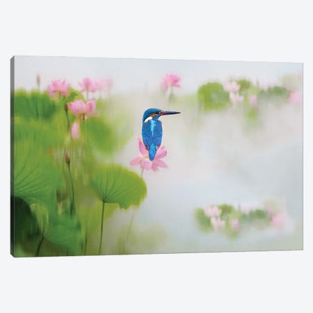 Kingfisher Bird On A Pink Lotus Flower Canvas Print #LDY141} by Laura D Young Canvas Art
