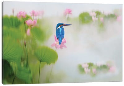 Kingfisher Bird On A Pink Lotus Flower Canvas Art Print - Kingfishers