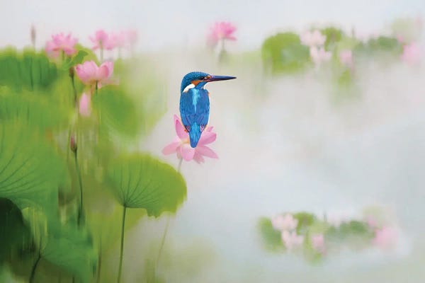 Laura D Young: Kingfisher Bird On A Pink Lotus Flower by Laura D Young