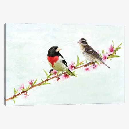 Male And Female Rose Breasted Grosbeaks Canvas Print #LDY142} by Laura D Young Canvas Wall Art
