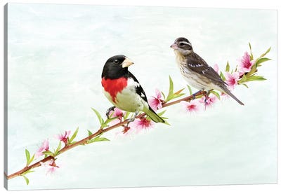 Male And Female Rose Breasted Grosbeaks Canvas Art Print - Laura D Young